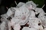 Mountain laurel